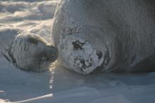 seal pup