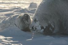 seal pup2