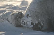 seal pup3