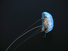 big jellyfish