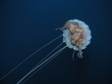 jellyfish swimming