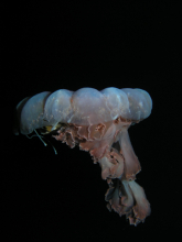 Jellyfish2