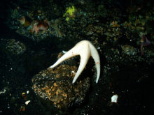 sea star tube feet