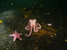 Octopus