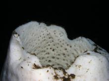 volcano sponge opening