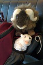 Even Koru Has A New Friend!