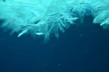 Sea ice from underneath