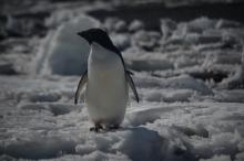 Adelie penguin 