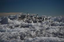 Adelie penguins on the ice