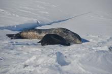 Mother and pup seal