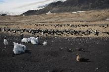 Skua and penguin rookery