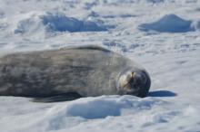 Sleeping seal pup