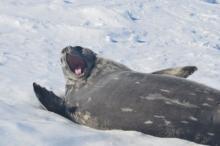 A Weddell seal on the ice