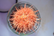 Sea Urchin