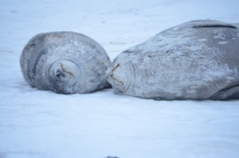 Weddell Seals