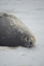 Weddell Seal