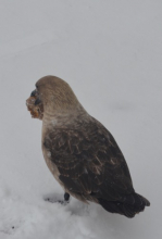 Skua eating pizza