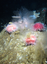 Sea urchines on seafloor