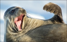 Weddell Seal