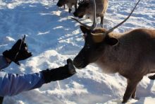 Feeding Reindeer