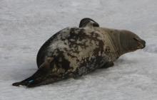 Weddell Seal