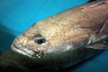 Toothfish 4