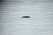 Seal on sea ice