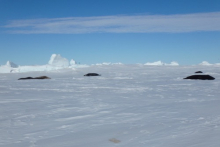 Seals on sea ice