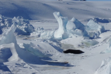 Weddell seals near pressure ridges.