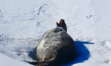 Weddell Seal