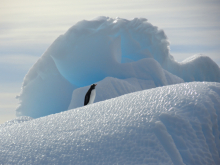 Gentoo Penguin