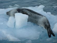 Leopard Seal