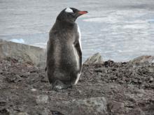 Gentoo Penguin