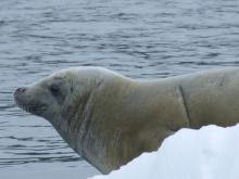 Crabeater Seal