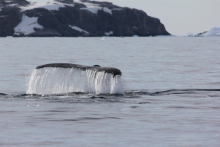 Humpback Whale