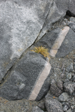 Antarctic Hair Grass