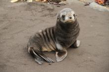 Fur Seal Pup