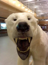 Polar Bear