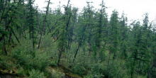 Drunken Trees in Taiga