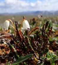 Arctic Heather