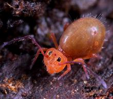 Collembola