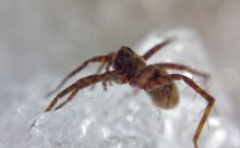 Ice Spider