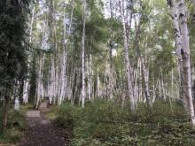 Birch