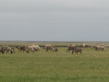 Caribou herd