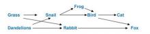 Simple Food Web