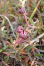 Bog Rosemary