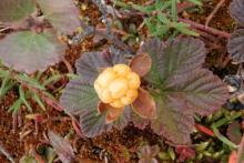 Cloudberry