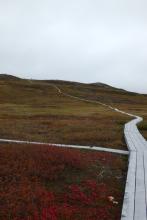 Boardwalk in fall