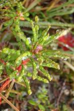 Labrador Tea