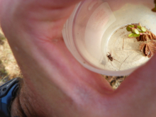 Wolf Spider